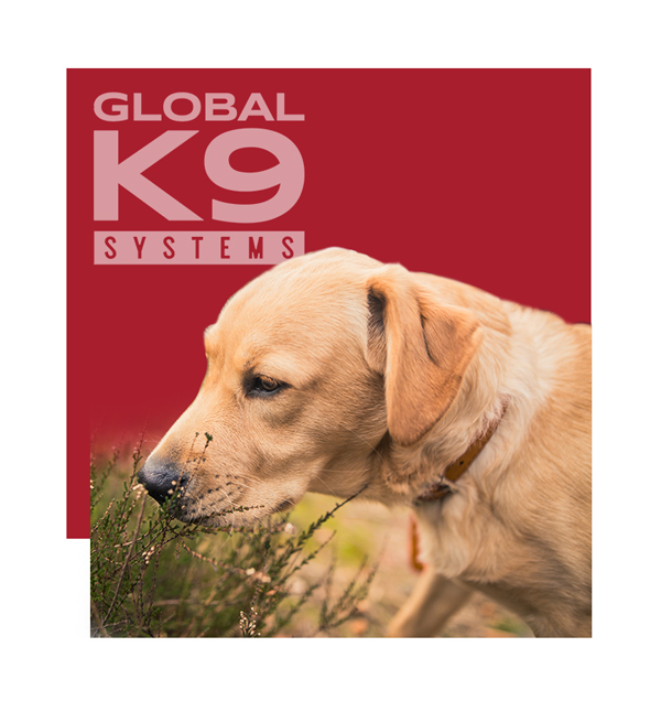 goldenretriever-smelling-grass-600